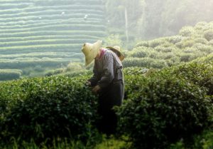 Les destinacions del Tea Maker